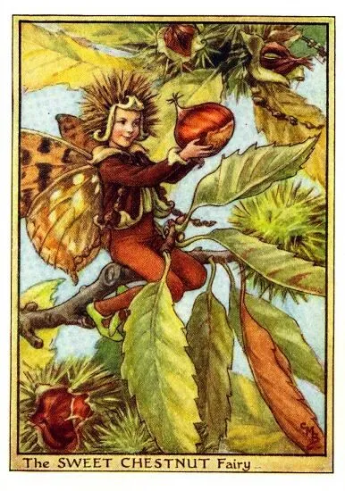 sweet-chestnut-flower-fairy-print-cicely-mary-barker